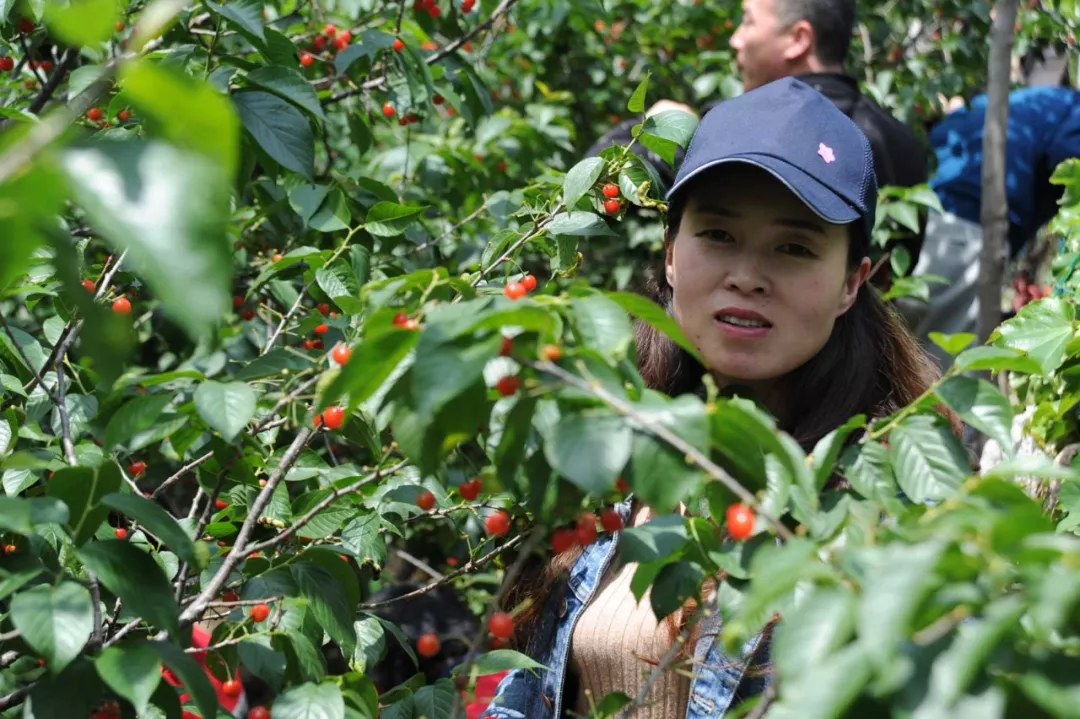 樱桃节活动 樱桃节活动
