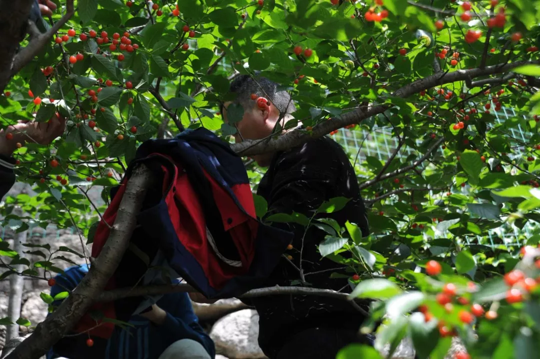 香蕉视频破解版污樱桃采摘 香蕉视频破解版污樱桃采摘